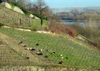 Coulée de Serrant grands vins